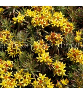 Sedum sichotense