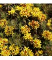 Sedum sichotense