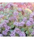 Sedum sieboldii