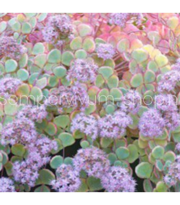 Sedum sieboldii
