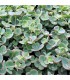 Sedum sieboldii