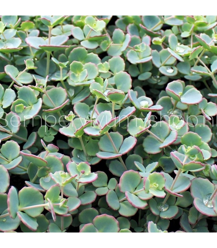 Sedum sieboldii