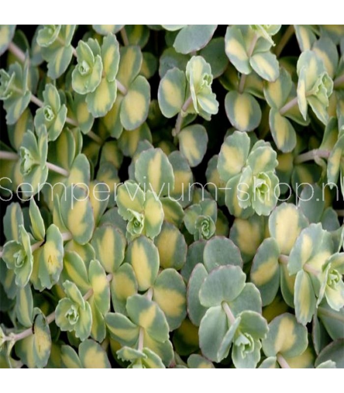 Sedum sieboldii 'Mediovariegatum'