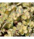 Sedum sieboldii 'Mediovariegatum'