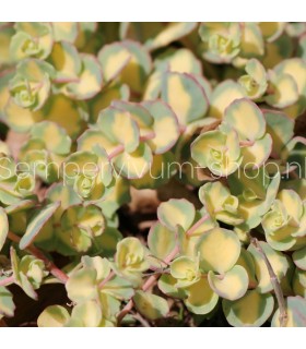 Sedum sieboldii 'Mediovariegatum'
