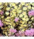 Sedum sieboldii 'Mediovariegatum'