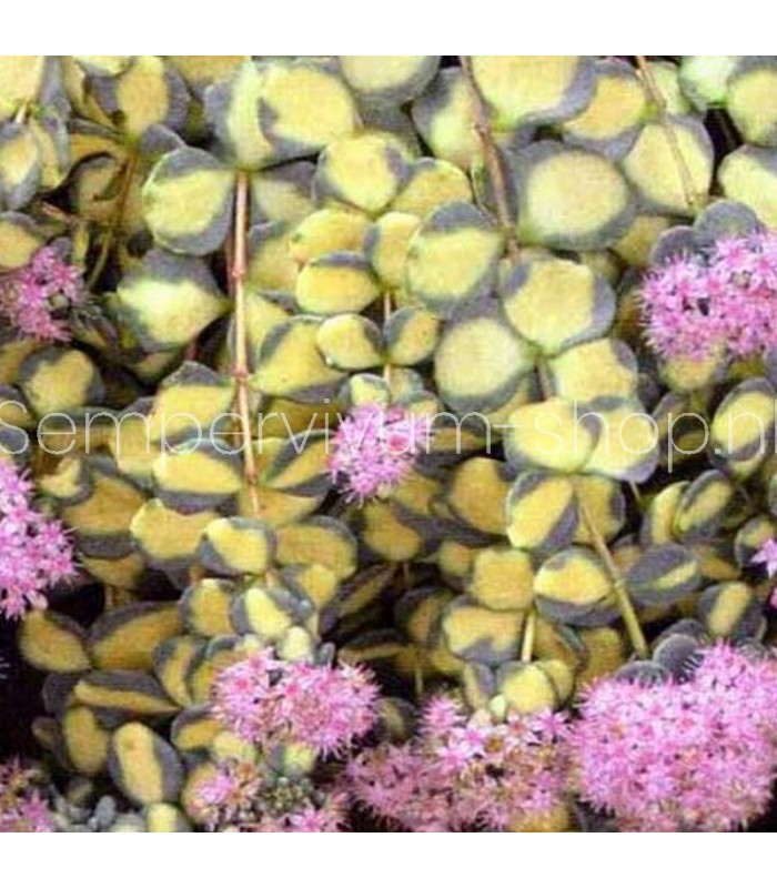 Sedum sieboldii 'Mediovariegatum'