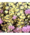 Sedum sieboldii 'Mediovariegatum'