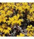 Sedum spathulifolium 'Purpureum'