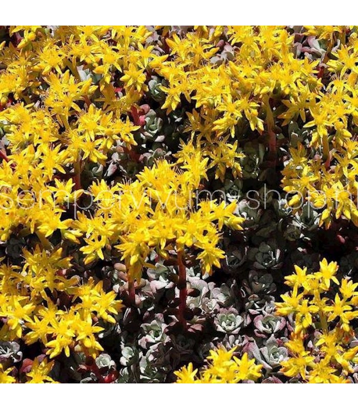Sedum spathulifolium 'Purpureum'