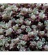 Sedum spathulifolium 'Purpureum'