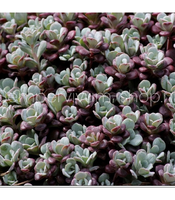 Sedum spathulifolium 'Purpureum'