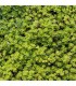 Sedum spurium 'Superbum'