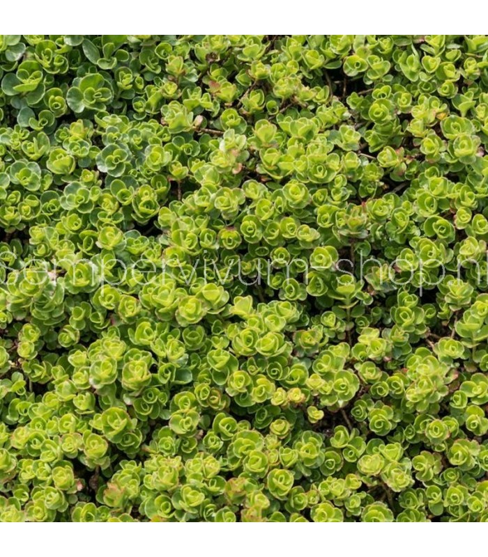 Sedum spurium 'Superbum'