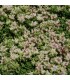Sedum spurium 'Superbum'