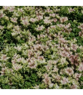 Sedum spurium 'Superbum'