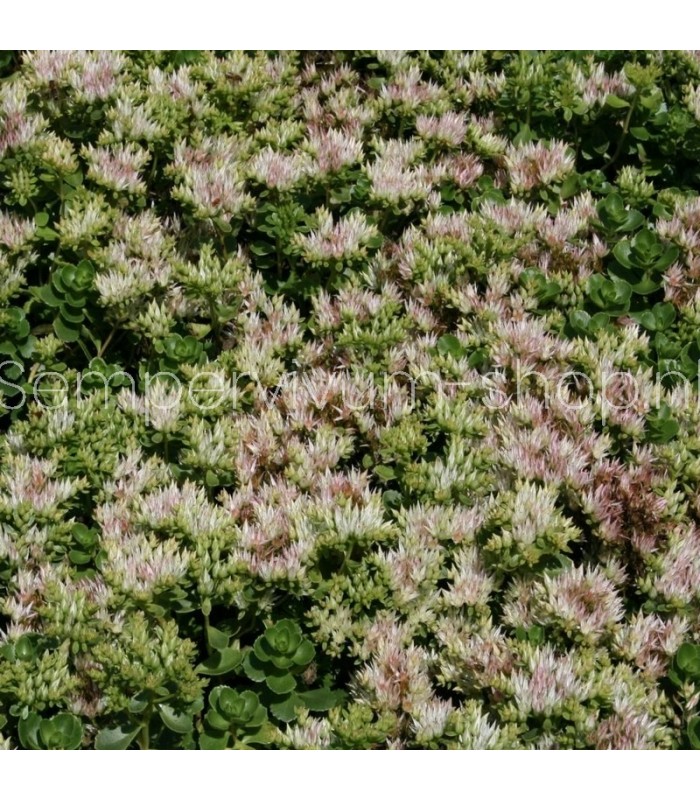 Sedum spurium 'Superbum'