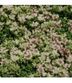 Sedum spurium 'Superbum'