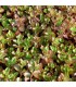 Sedum spurium 'Fuldaglut'