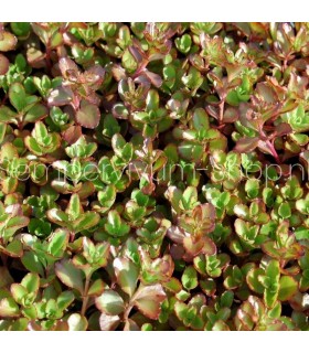 Sedum spurium 'Fuldaglut'