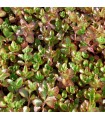 Sedum spurium 'Fuldaglut'