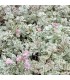 Sedum spurium 'Variegatum'