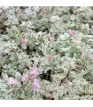 Sedum spurium 'Variegatum'