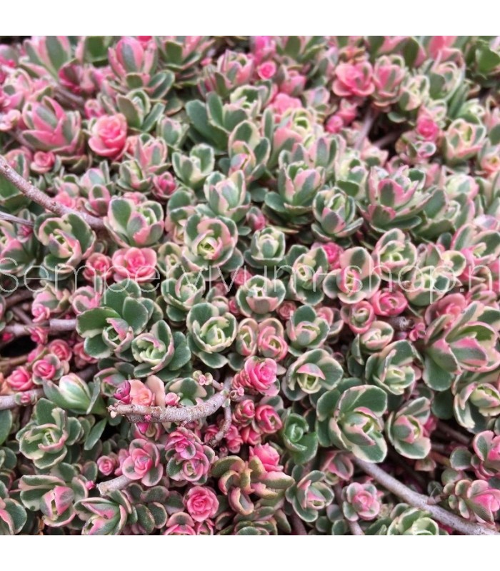 Sedum spurium 'Variegatum'