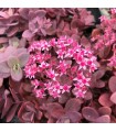 Sedum sunsparkler 'Cherry Tart'