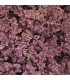 Sedum sunsparkler 'Cherry Tart'