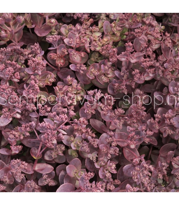 Sedum sunsparkler 'Cherry Tart'