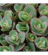 Sedum sunsparkler 'Lime Zinger'