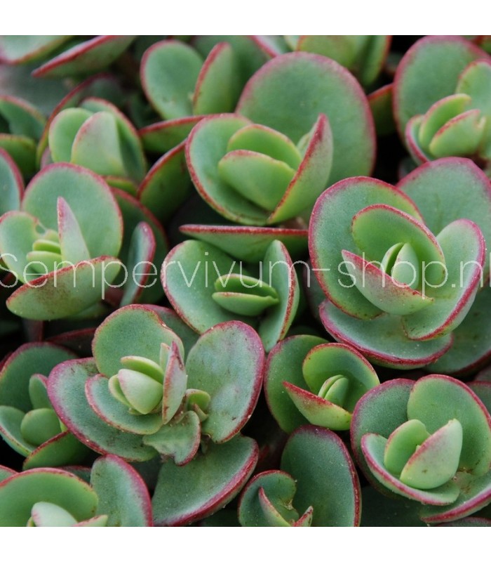 Sedum sunsparkler 'Lime Zinger'