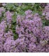 Sedum sunsparkler 'Lime Zinger'