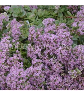 Sedum sunsparkler 'Lime Zinger'