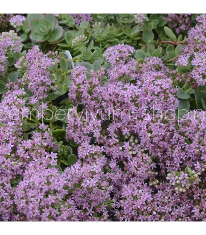 Sedum sunsparkler 'Lime Zinger'