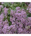 Sedum sunsparkler 'Lime Zinger'