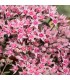 Sedum sunsparkler 'Jade Tuffet'