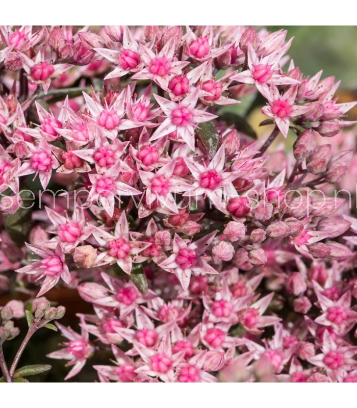 Sedum sunsparkler 'Jade Tuffet'