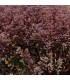 Sedum sunsparkler 'Jade Tuffet'