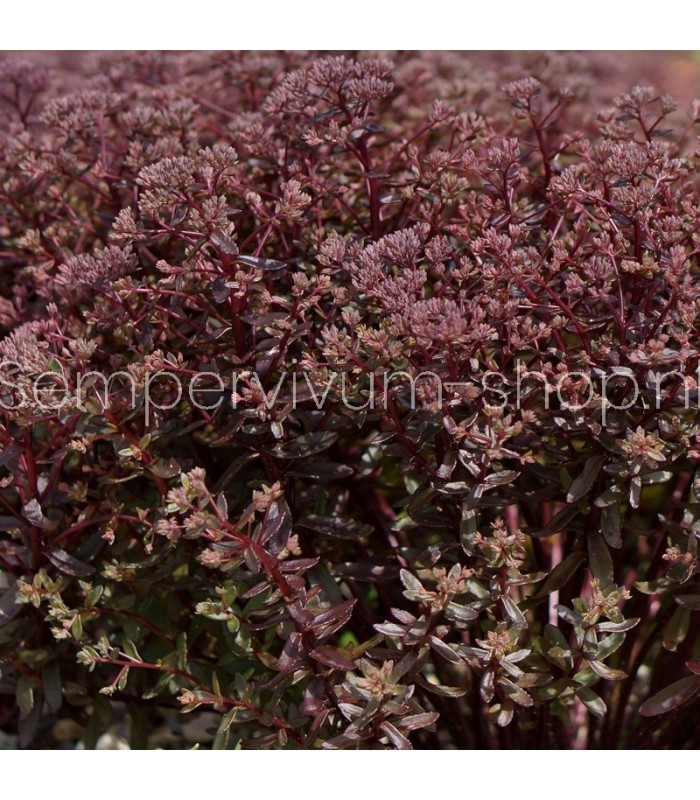 Sedum sunsparkler 'Jade Tuffet'
