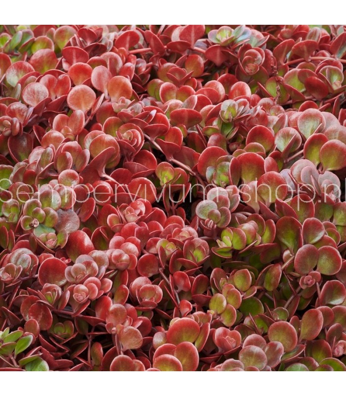 Sedum tetractinum 'Coral Reef'