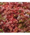 Sedum tetractinum 'Coral Reef'
