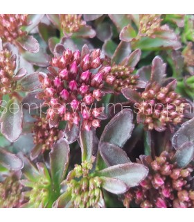 Sedum spurium 'Evening Glow'