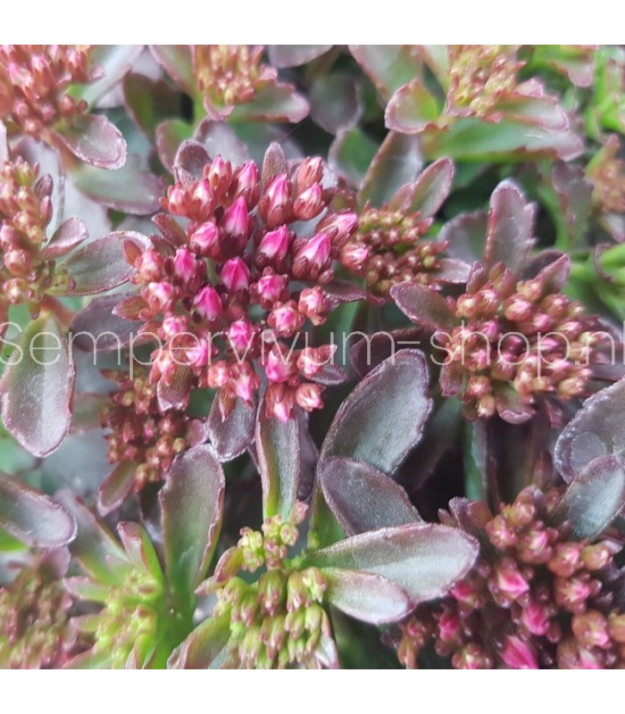 Sedum spurium 'Evening Glow'