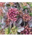Sedum spurium 'Evening Glow'