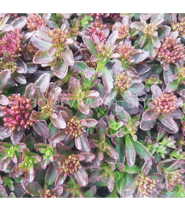 Sedum spurium 'Evening Glow'
