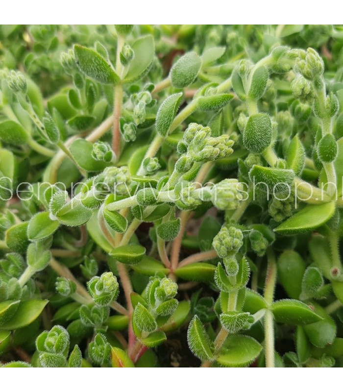Sedum 'China Lips'