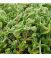 Sedum 'China Lips'