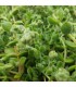 Sedum 'China Lips'